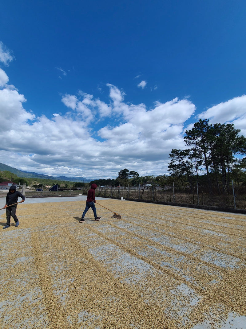 Honduras Lempira Intibuca Adonis Benitez 83+ SHG EP - 36771-1 - GrainPro Bags - SPOT DUPUYHOU