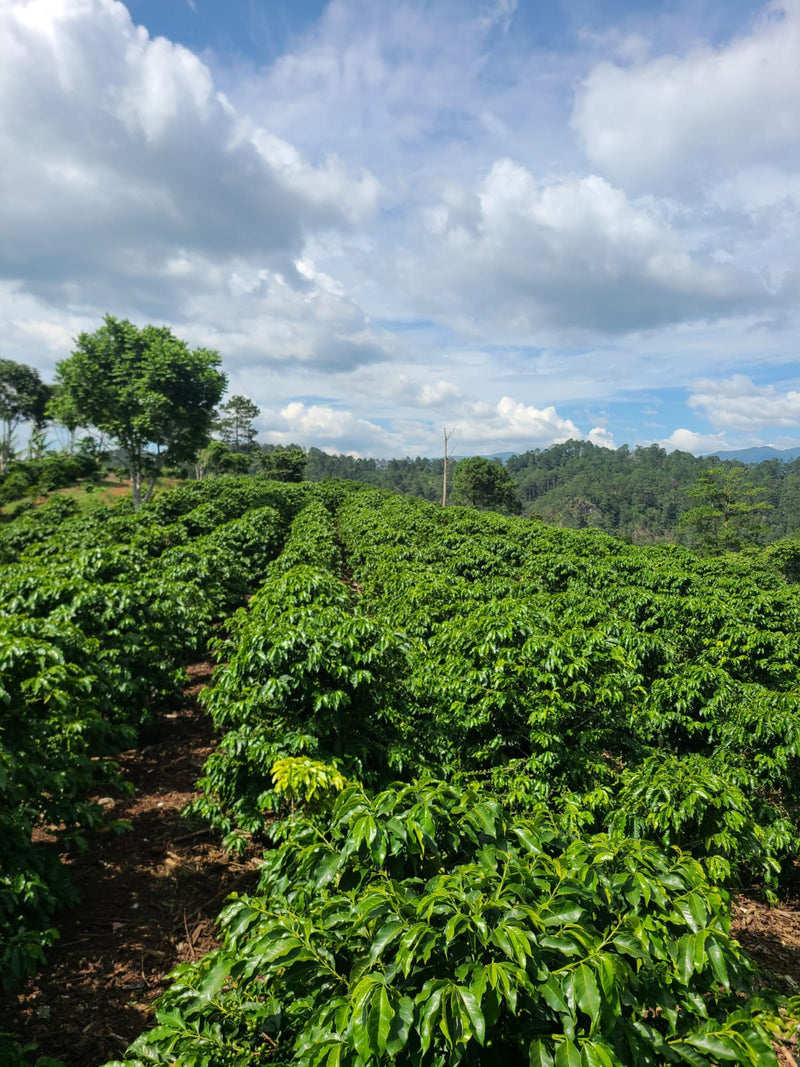 Honduras Lempira Intibuca Adonis Benitez 83+ SHG EP - 36771 - GrainPro Bags - SPOT RCWHSE