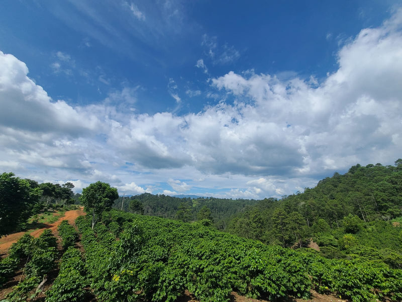 Honduras Lempira Intibuca Adonis Benitez 83+ SHG EP - 36771 - GrainPro Bags - SPOT RCWHSE