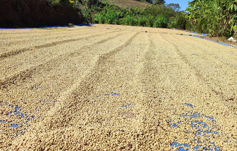 Honduras Lempira Intibuca Anain Cortes 83+ SHG EP - 36769 - GrainPro Bags - SPOT RCWHSE
