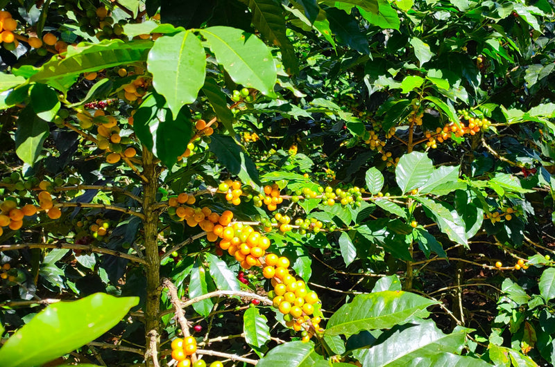 Honduras Lempira Intibuca Anain Cortes 83+ SHG EP - 36769 - GrainPro Bags - SPOT RCWHSE