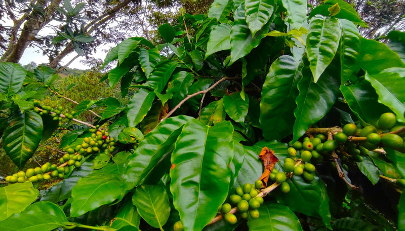 Honduras Lempira Intibuca Anain Cortes 83+ SHG EP - 36769 - GrainPro Bags - SPOT RCWHSE