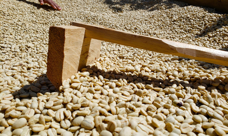 Honduras Lempira Intibuca Anain Cortes 83+ SHG EP - 36769 - GrainPro Bags - SPOT RCWHSE