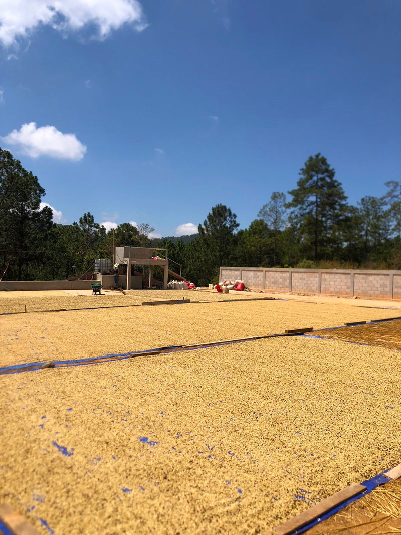 Honduras Lempira Jose Eduardo Melgar Finca Amate - 30336 - Ecotact Bags - SPOT RCWHSE