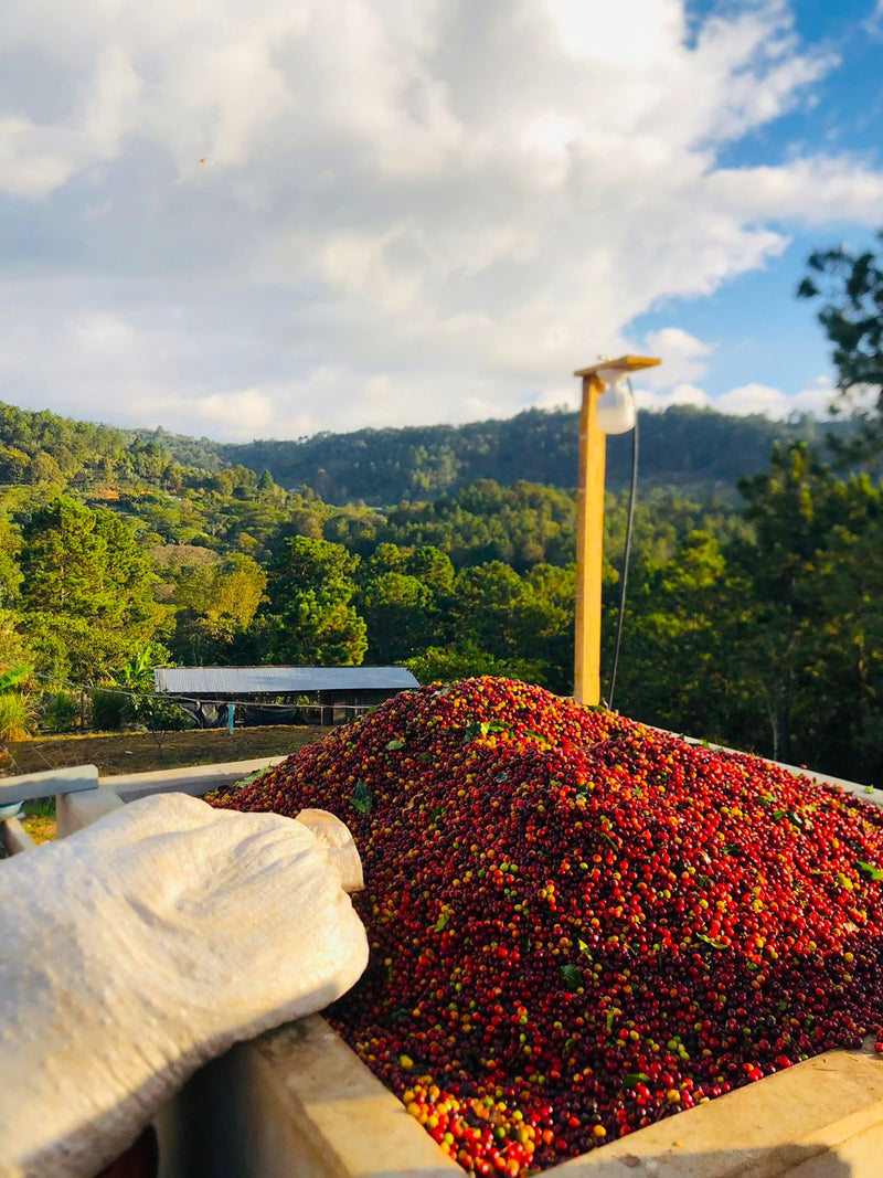 Honduras Lempira Jose Eduardo Melgar Finca Amate - 30336 - Ecotact Bags - SPOT RCWHSE