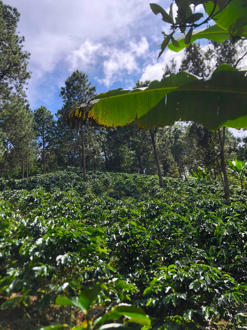 Honduras Lempira Jose Eduardo Melgar Finca Amate - 30336 - Ecotact Bags - SPOT RCWHSE