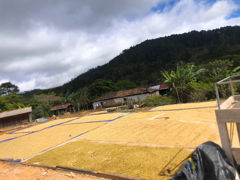 Honduras Lempira Jose Eduardo Melgar Finca Amate - 30336 - Ecotact Bags - SPOT RCWHSE