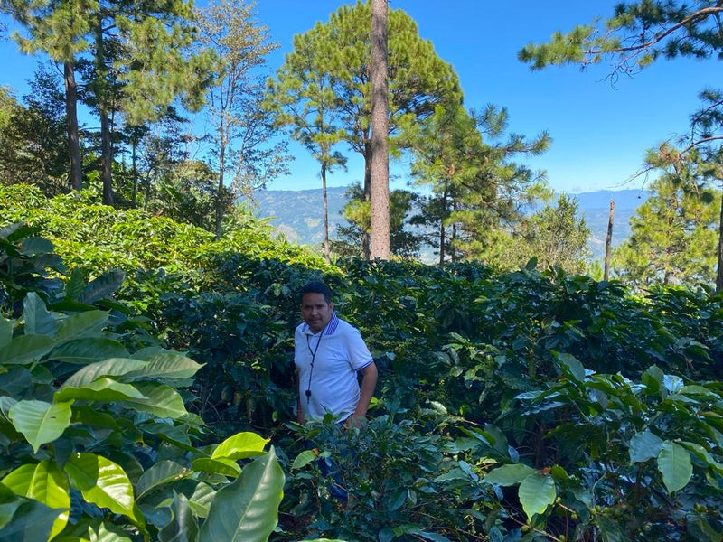 Honduras Lempira SHG EP  - 32580 - SPOT RCWHSE