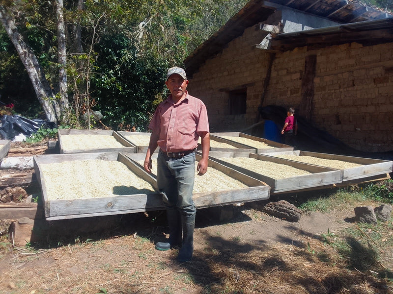 Honduras Lempira SHG EP  - 32574 - SPOT RCWHSE