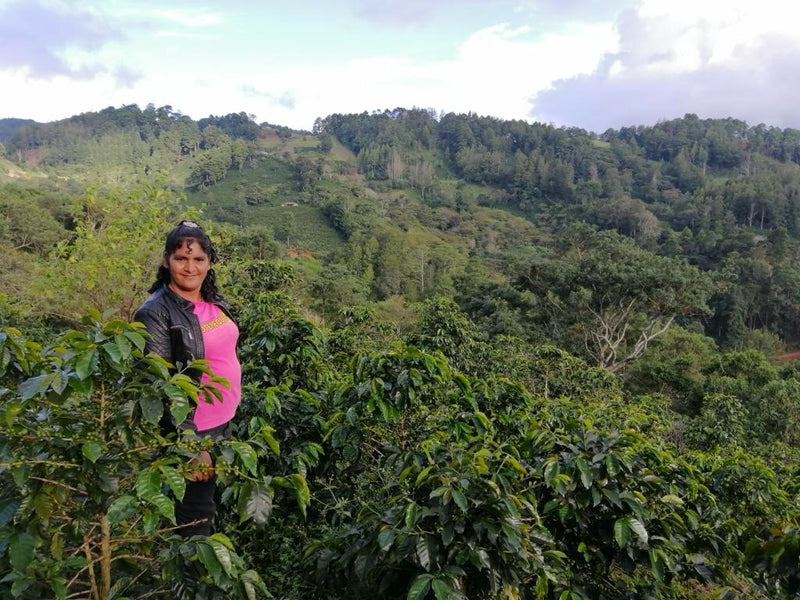 Honduras Lempira SHG EP  - 32580 - SPOT RCWHSE