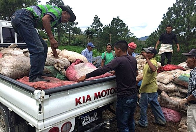 Honduras Marcafe SHG EP - 36765 - SPOT RCWHSE