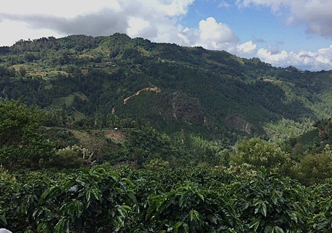 Honduras Marcafe SHG EP - 36766 - SPOT RCWHSE