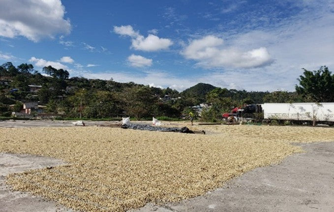 Honduras Marcafe SHG EP - 36765 - SPOT RCWHSE