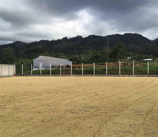 DECAF HONDURAS FT-FLO ORGANIC COPAN ROYAL SELECT WATER PROCESS - 32322 - SPOT RCWHSE