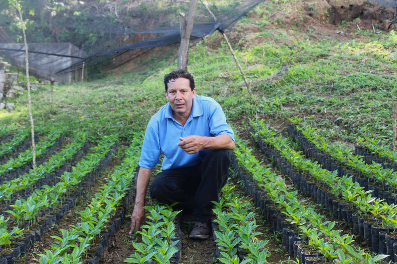 Honduras Santa Barbara Nelin Guzman Natural Parainema  - 38638 - GrainPro Bags - SPOT RCWHSE