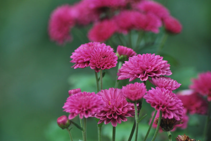 Honduras Siguatepeque Cerro Azul SHG EP - 39505 - ETA: Oct 15, 2026 - RCWHSE