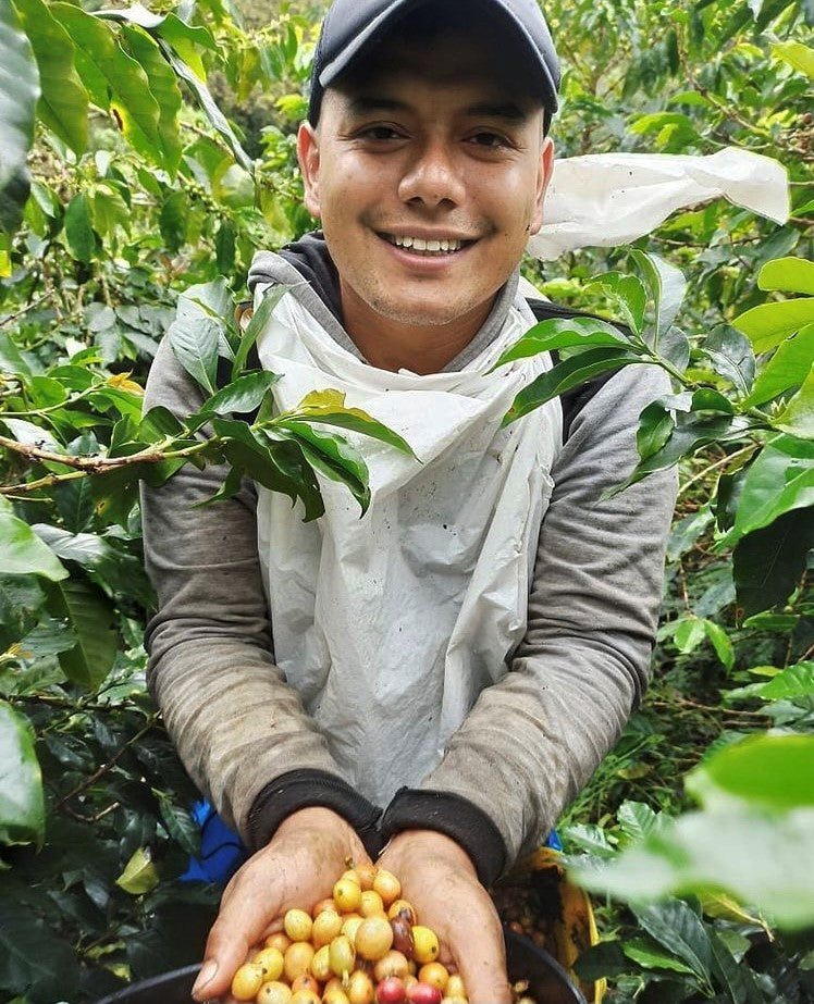 COLOMBIA ORGANIC HUILA TERRA VERDE - 34592 - 70.1 kg GrainPro Bags - SPOT RCWHSE