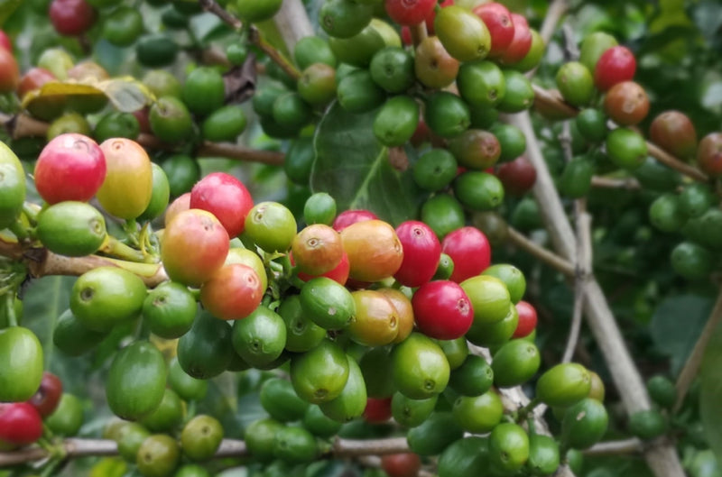 COLOMBIA ORGANIC HUILA TERRA VERDE - 34592 - 70.1 kg GrainPro Bags - SPOT RCWHSE