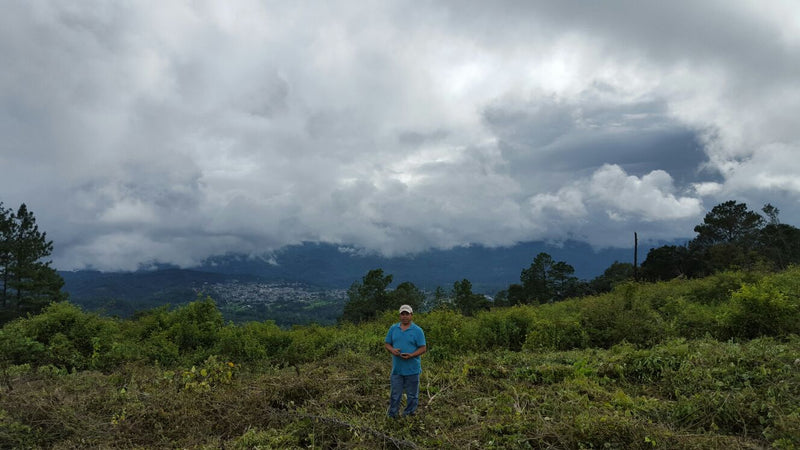Guatemala San Jose Poaquil SHB EP - *51296* - 24931 - Ecotact Bags - SPOT RCWHSE