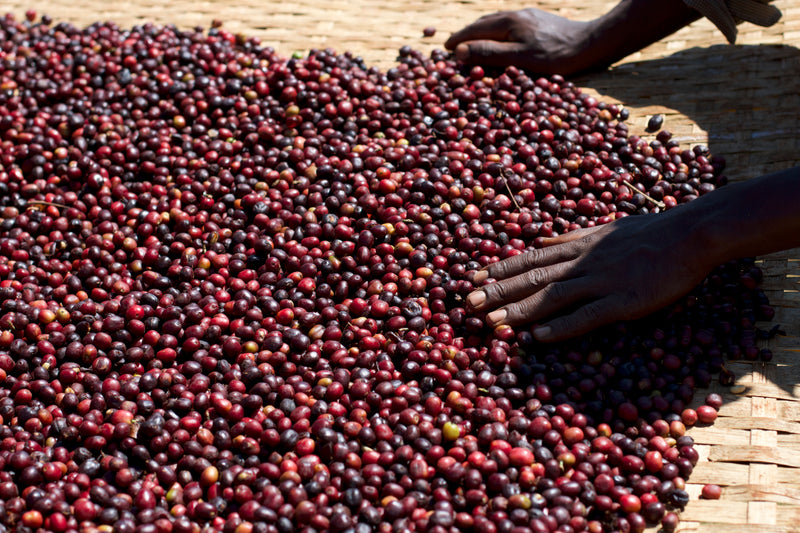 ETHIOPIA YIRGACHEFFE 3 NATURAL FT ORGANIC HALO BARITI - Lot 2 *48906W* - 25852 - GrainPro Bags - SPOT COSEATAC