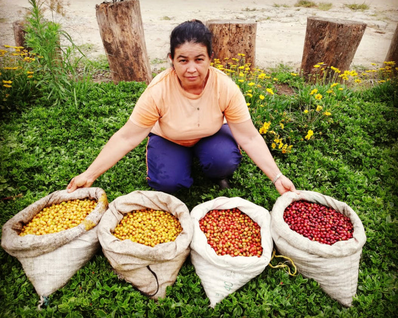COLOMBIA ORGANIC SMBC MESA DE LOS SANTOS CATURRA - 29026 - 69.8 kg GrainPro Bags - SPOT COSEATAC