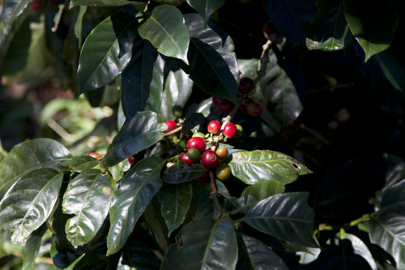 SULAWESI ORGANIC RANTEKARUA NATURAL - 35092-3 - GrainPro Bags - SPOT DUPUYHOU