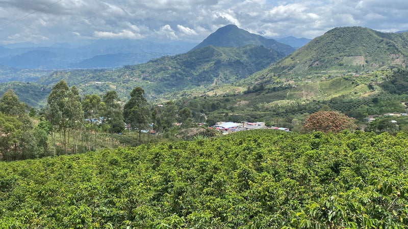 COLOMBIA ORGANIC NARINO ECOTERRA - *50193* - 25084 - 69.7 kg GrainPro Bags - SPOT RCWHSE
