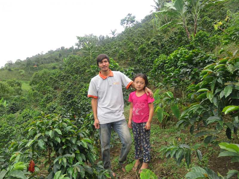 PERU ORGANIC CAJAMARCA SANTA MARIA CESAR SAMPERTEGUI - *51243* - 24977 - GrainPro Bags - SPOT RCWHSE