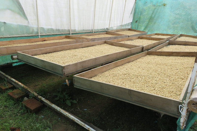 PERU ORGANIC CAJAMARCA SANTA MARIA CESAR SAMPERTEGUI - *51243* - 24977 - GrainPro Bags - SPOT RCWHSE