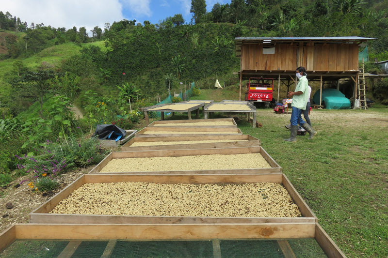 PERU ORGANIC CAJAMARCA SANTA MARIA CESAR SAMPERTEGUI - *51243* - 24977 - GrainPro Bags - SPOT RCWHSE