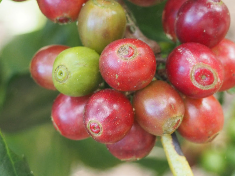 India Tamil Nadu Poopalang Kodaikanal Estate Microlot - 28065 - SPOT RCWHSE