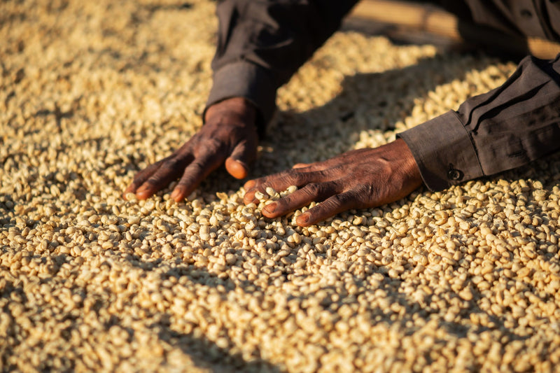 ETHIOPIA YIRGACHEFFE 2 WASHED FT ORGANIC IDIDO - Lot 3  *48903-1* - 25843 - GrainPro Bags - SPOT RCWHSE