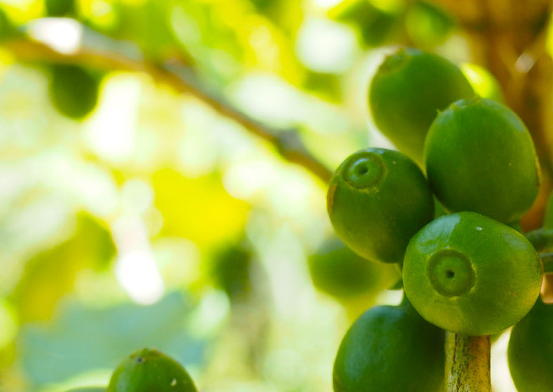 India Cherry Robusta 17 A - 29338 - 60.0 kg Bags - SPOT COSEATAC