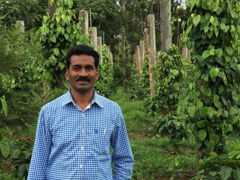 India Kaapi Royal Robusta A, Sc 17 - 32495 - 60.0 kg GrainPro Bags - SPOT SHANGHAI