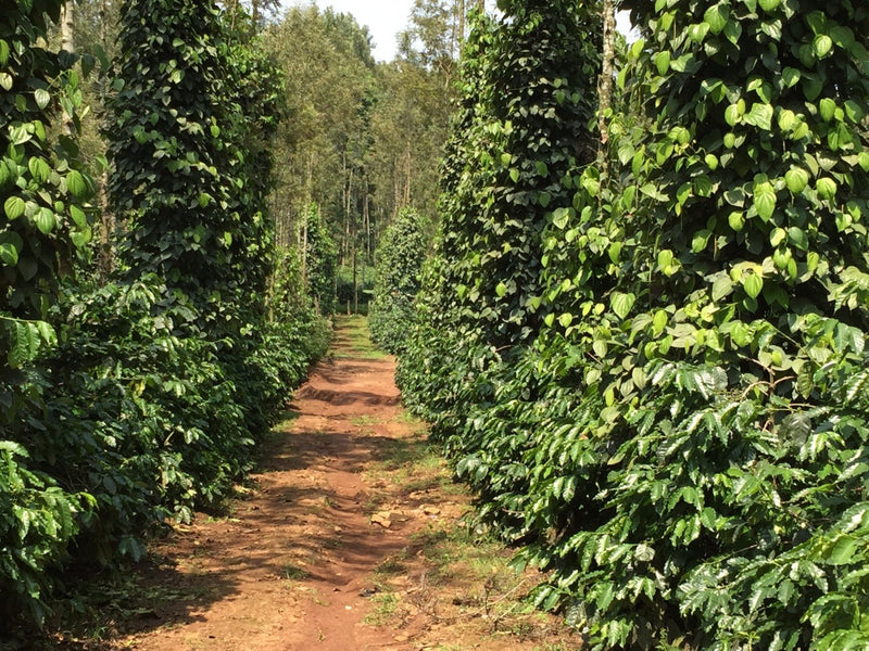 India Kaapi Royal Robusta A, Sc 17 - 32495 - 60.0 kg GrainPro Bags - SPOT SHANGHAI