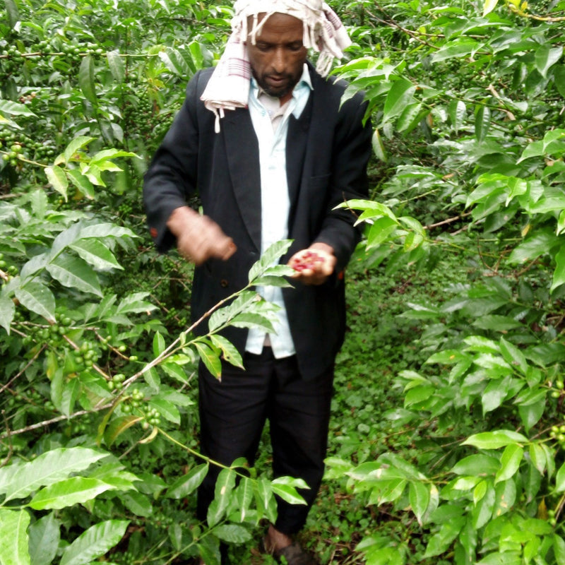 Ethiopia Farmgate COE National Select Jury Jimma 1 Natural Indris Hussien Ahmed - 29939-1 - GrainPro Bags - SPOT RCWHSE