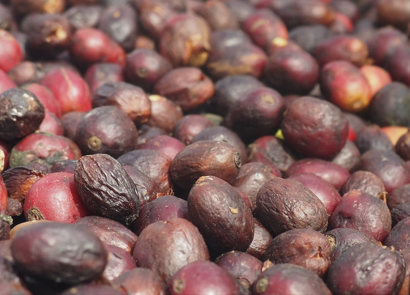 Ethiopia Farmgate COE National Select Jury Jimma 1 Natural Indris Hussien Ahmed - 29939-1 - GrainPro Bags - SPOT RCWHSE