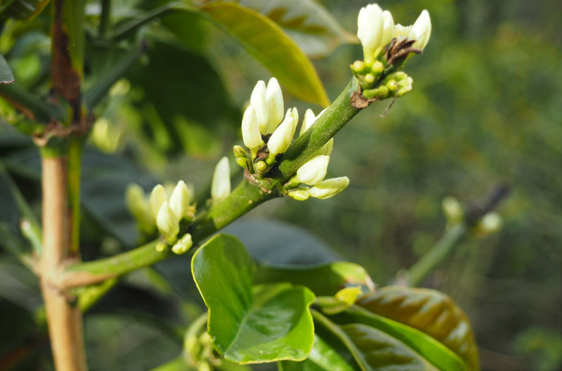 Ethiopia Farmgate COE National Select Jury Yirgacheffe 1 Natural Abera Irbata Dagoma - 29933 - GrainPro Bags - SPOT RCWHSE