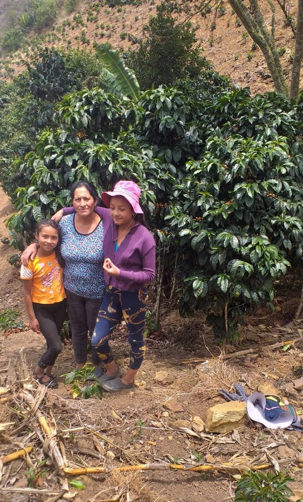 PERU ORGANIC CAJAMARCA CUTERVO ISMERIA LEÓN ALARCON - *51244* - 24969 - GrainPro Bags - SPOT RCWHSE