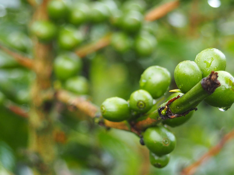 PERU ORGANIC SANTA TERESA ISMERIA LEON - 29913 - GrainPro Bags - SPOT RCWHSE