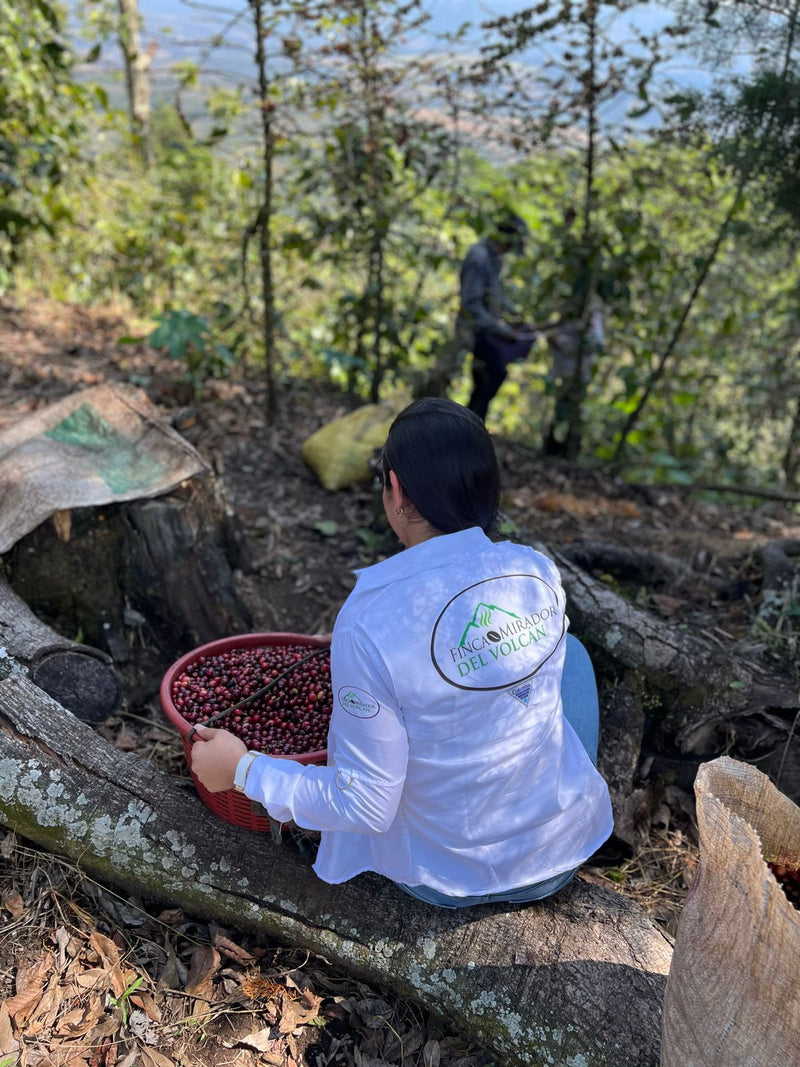 Royal Gem Guatemala Pacaya Finca El Mirador Women's Coffee SHB EP 50 Lb - 31104-1 - SPOT RCWHSE