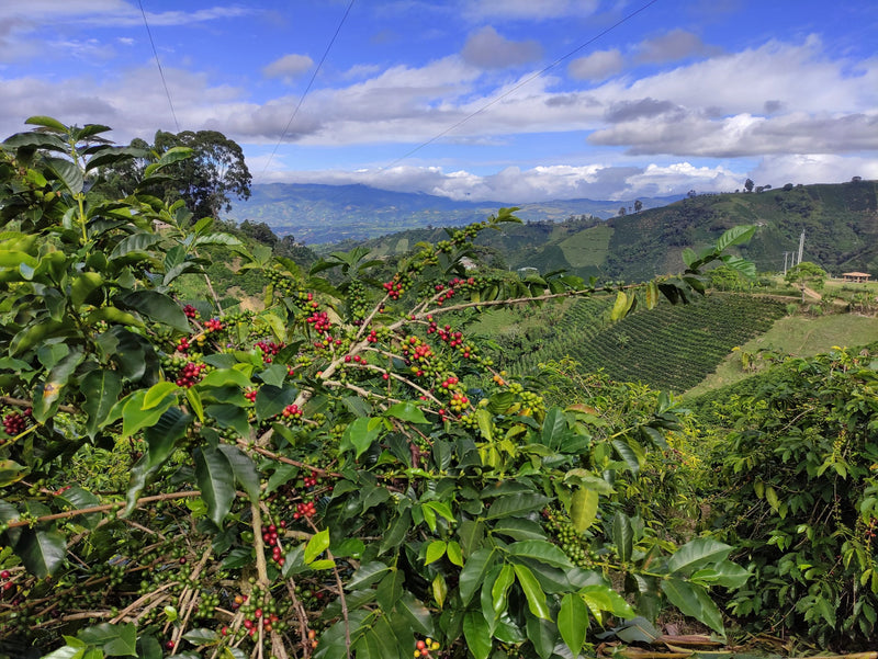 Colombia Huila Acevedo AA - 29616 - 70.0 kg GrainPro Bags - SPOT RCWHSE