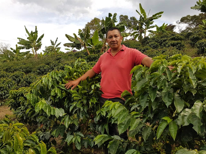 COLOMBIA ORGANIC SOUTH HUILA ESPECIAL - *50039* - 25256 - 70.1 kg GrainPro Bags - SPOT RCWHSE