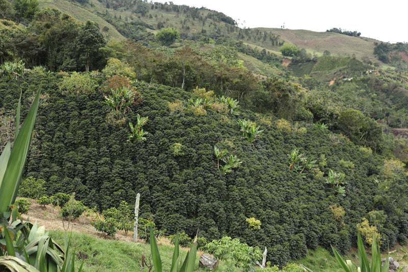 Colombia Best Of Antioquia Juan Danilo Flores Urrego - 28872 - 35.0 kg GrainPro Bags - SPOT RCWHSE