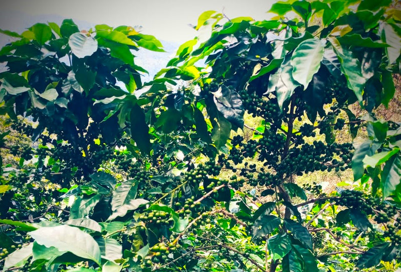 Honduras Lempira Jacobo Martinez Sanchez Finca La Laguna - 30927 - Ecotact Bags - SPOT RCWHSE