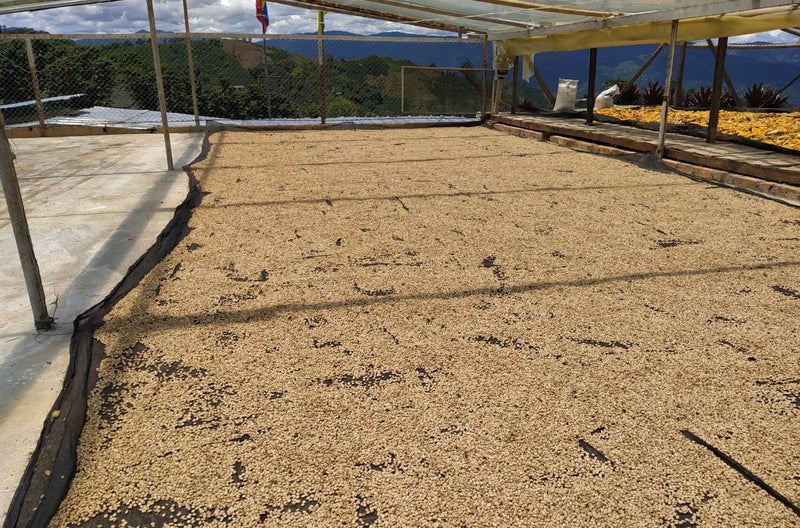 Colombia Huila Palestina AA - 29618 - 69.8 kg GrainPro Bags - SPOT RCWHSE