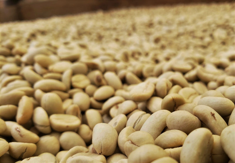 Java Estate Jampit Washed A/WP-1X - 35087 - GrainPro Bags - SPOT RCWHSE