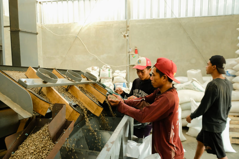 Java Garut Natural - 38238 - GrainPro Bags - SPOT RCWHSE