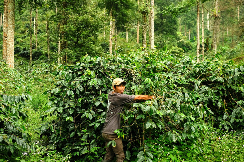 Java Garut Natural - 38238 - GrainPro Bags - SPOT RCWHSE
