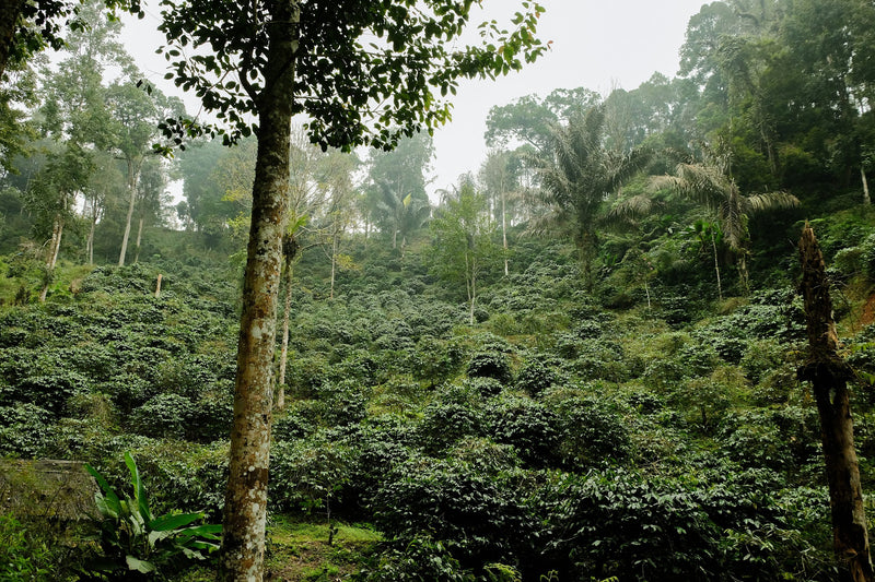 Java Garut Natural - 38238 - GrainPro Bags - SPOT RCWHSE